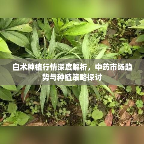 白術(shù)種植行情深度解析，中藥市場(chǎng)趨勢(shì)與種植策略探討