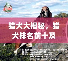 獵犬大揭秘，獵犬排名前十及詳細圖片介紹