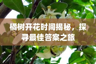 橘樹開花時(shí)間揭秘，探尋最佳答案之旅