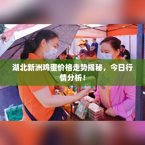 湖北新洲雞蛋價(jià)格走勢(shì)揭秘，今日行情分析！