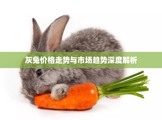灰兔價(jià)格走勢(shì)與市場趨勢(shì)深度解析