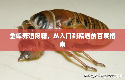 金蟬養(yǎng)殖秘籍，從入門到精通的百度指南