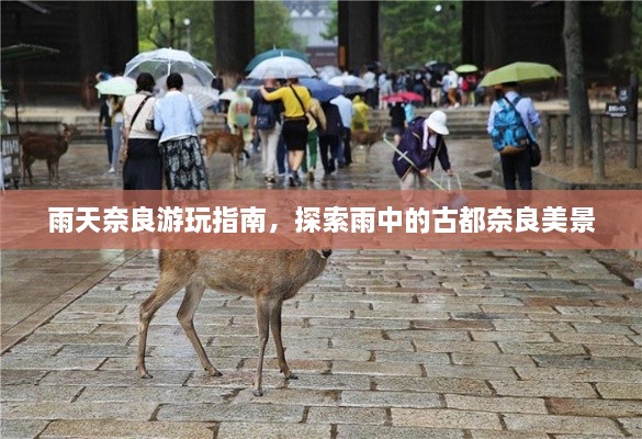 雨天奈良游玩指南，探索雨中的古都奈良美景