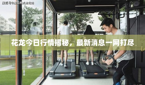 花龍今日行情揭秘，最新消息一網(wǎng)打盡