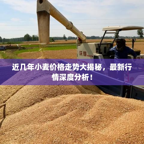 近幾年小麥價格走勢大揭秘，最新行情深度分析！