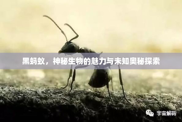 黑螞蟻，神秘生物的魅力與未知奧秘探索