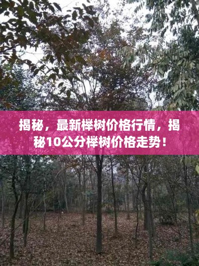 揭秘，最新櫸樹價格行情，揭秘10公分櫸樹價格走勢！