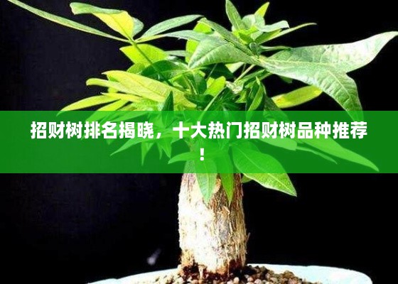 招財樹排名揭曉，十大熱門招財樹品種推薦！