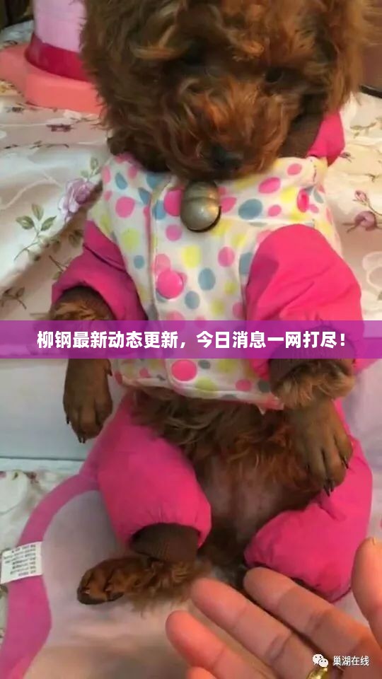 柳鋼最新動(dòng)態(tài)更新，今日消息一網(wǎng)打盡！