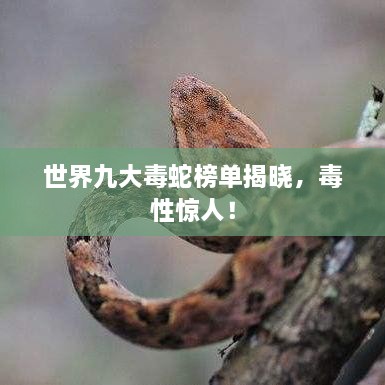 世界九大毒蛇榜單揭曉，毒性驚人！
