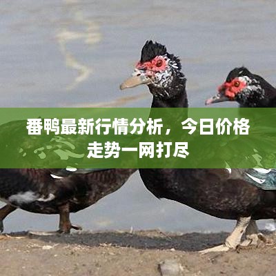 番鴨最新行情分析，今日價(jià)格走勢一網(wǎng)打盡