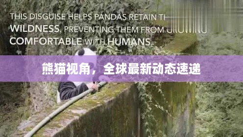 熊貓視角，全球最新動態(tài)速遞