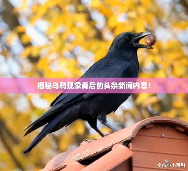 虎背熊腰