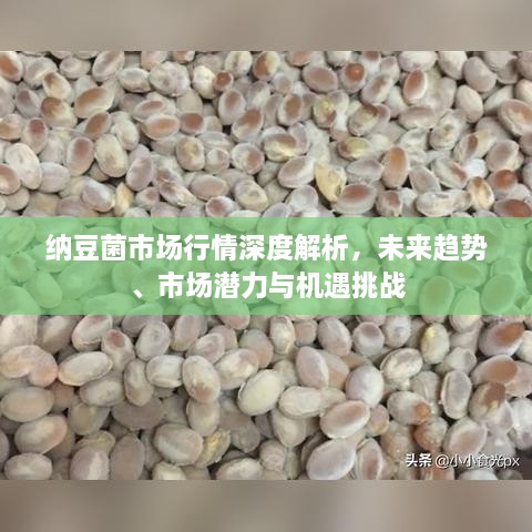 納豆菌市場行情深度解析，未來趨勢、市場潛力與機(jī)遇挑戰(zhàn)