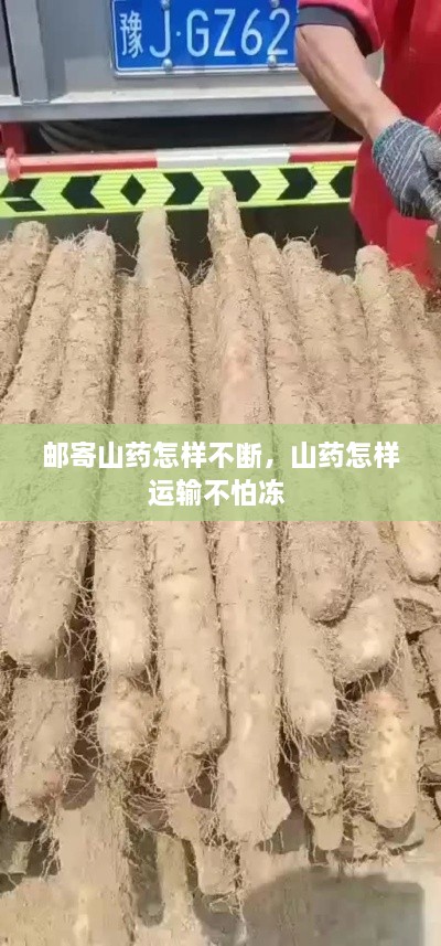 郵寄山藥怎樣不斷，山藥怎樣運輸不怕凍 