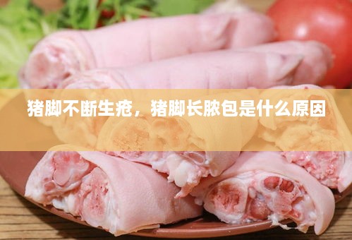 豬腳不斷生瘡，豬腳長膿包是什么原因 