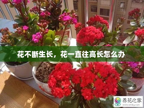 花不斷生長，花一直往高長怎么辦 