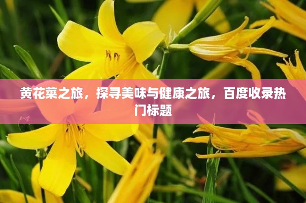 黃花菜之旅，探尋美味與健康之旅，百度收錄熱門(mén)標(biāo)題