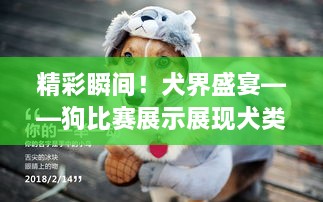 精彩瞬間！犬界盛宴——狗比賽展示展現(xiàn)犬類魅力