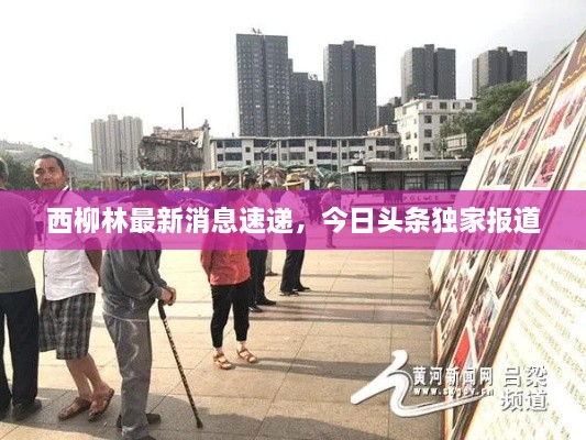西柳林最新消息速遞，今日頭條獨家報道