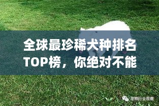 全球最珍稀犬種排名TOP榜，你絕對不能錯過！
